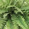 Boston Fern Plant with 50 Realistic Silk Fronds - 34-Inch Faux Greenery for Home, Office, Patio & Garden Decor | Maintenance-Free by Floral Home
